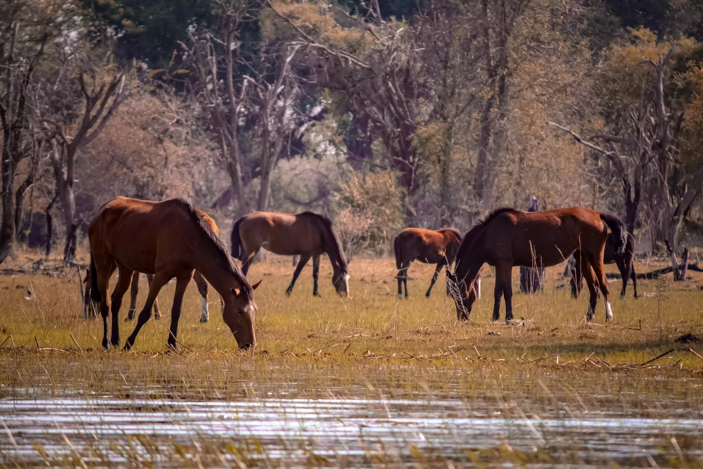 Photo of Botswana By therutulshah