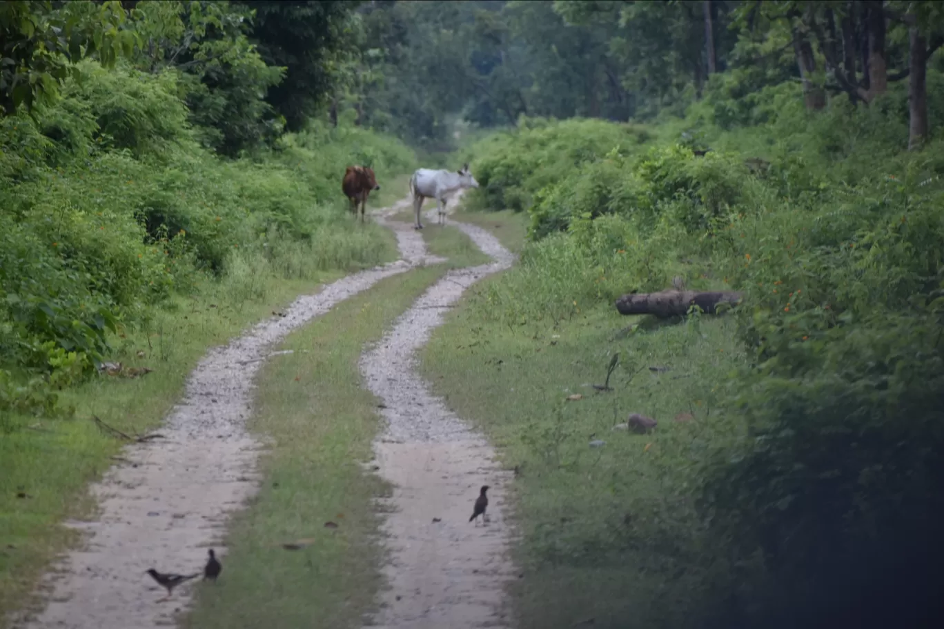 Photo of Jim Corbett National Park By safarnaama