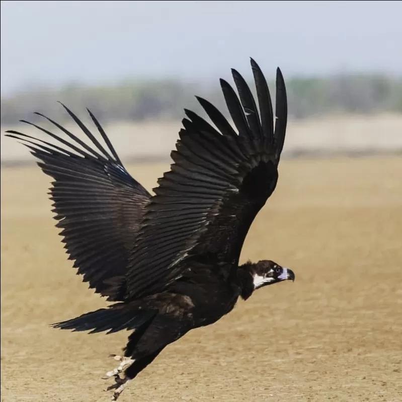 Photo of Kutch By Prajapati Jignesh