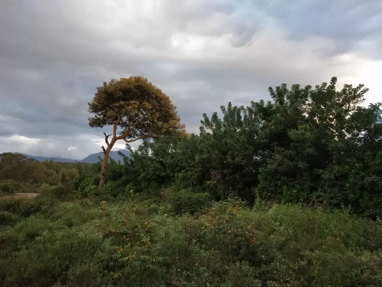 Photo of Masinagudi By Shubham Garg