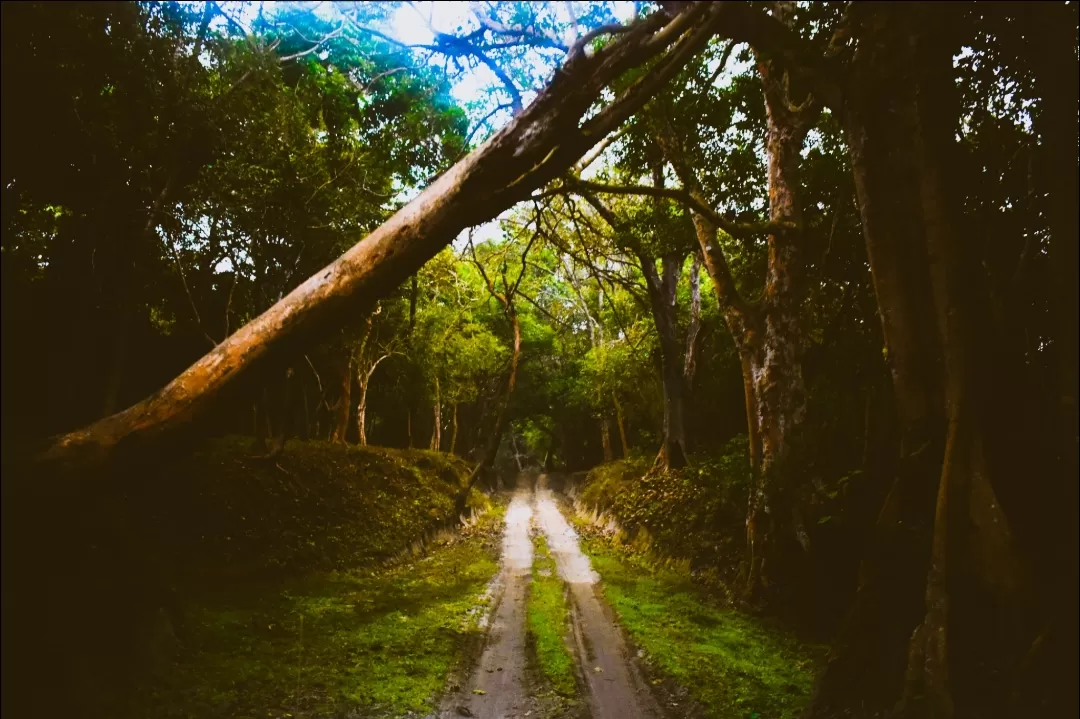 Photo of Valmiki Tiger Reserve By Nupur