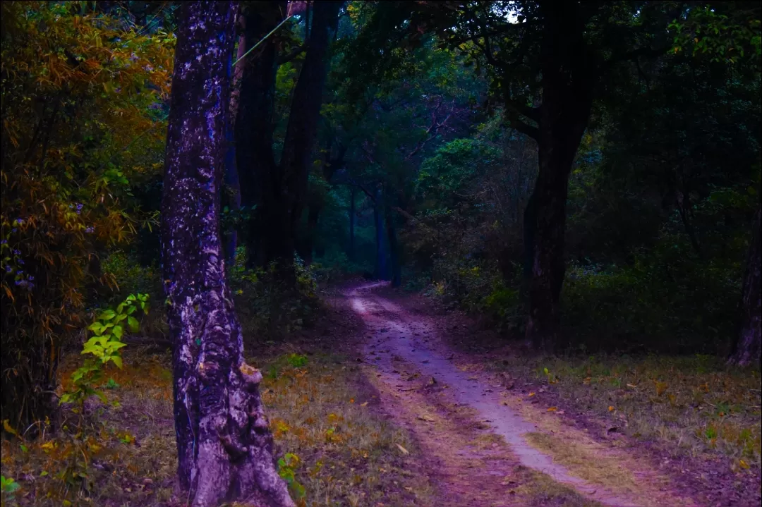Photo of Valmiki Tiger Reserve By Nupur