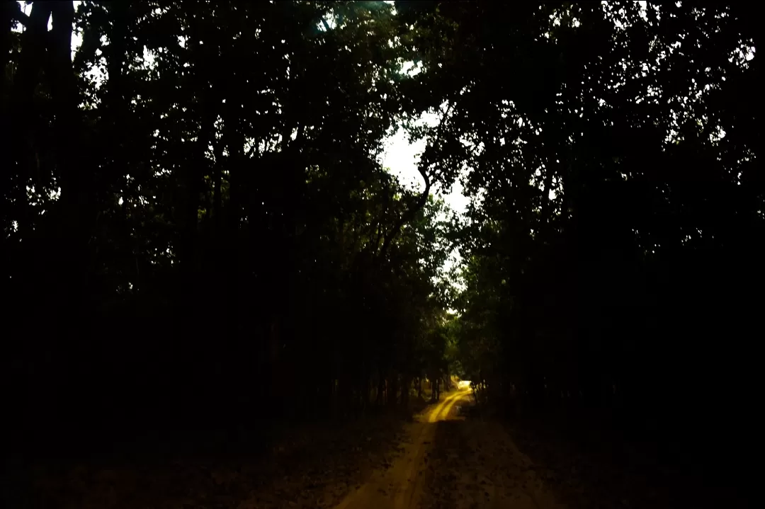 Photo of Valmiki Tiger Reserve By Nupur
