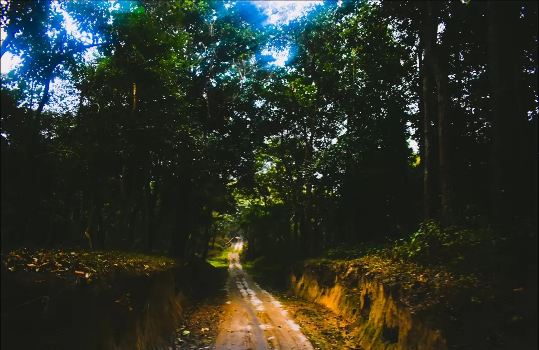 Photo of Valmiki Tiger Reserve By Nupur