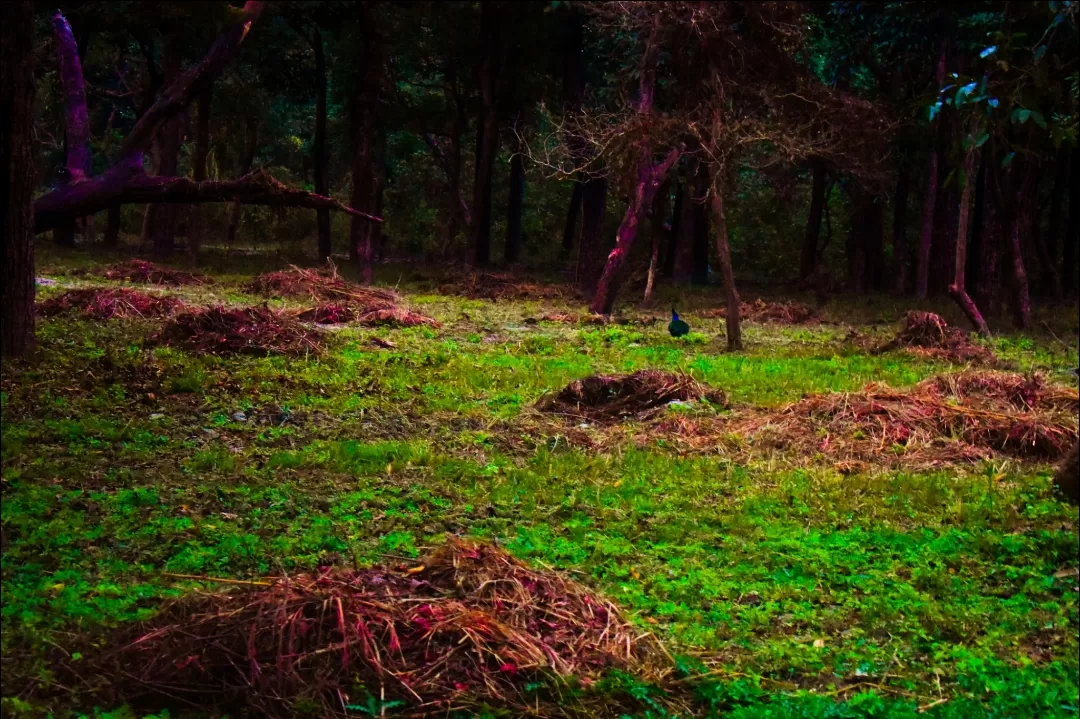 Photo of Valmiki Tiger Reserve By Nupur