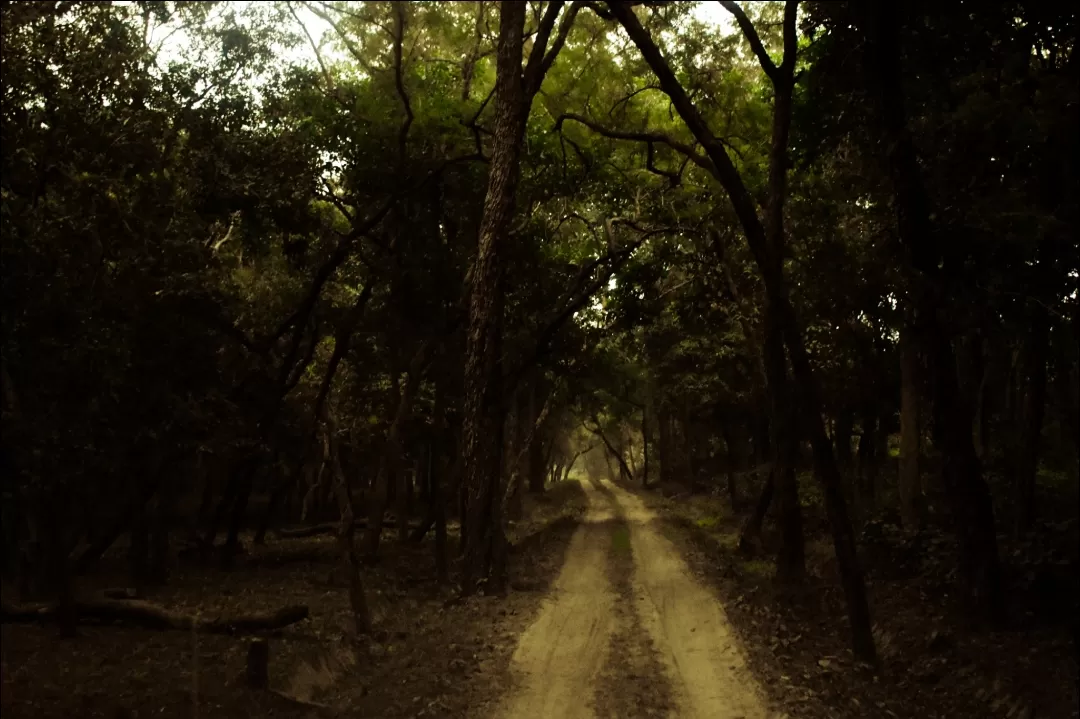 Photo of Valmiki Tiger Reserve By Nupur