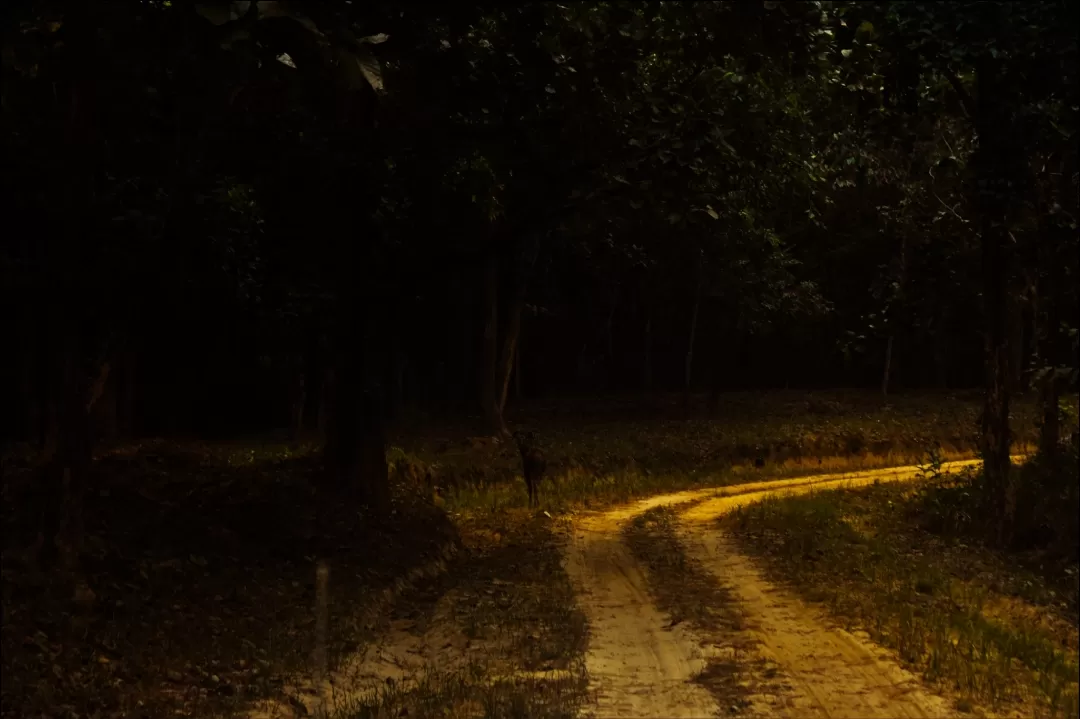 Photo of Valmiki Tiger Reserve By Nupur