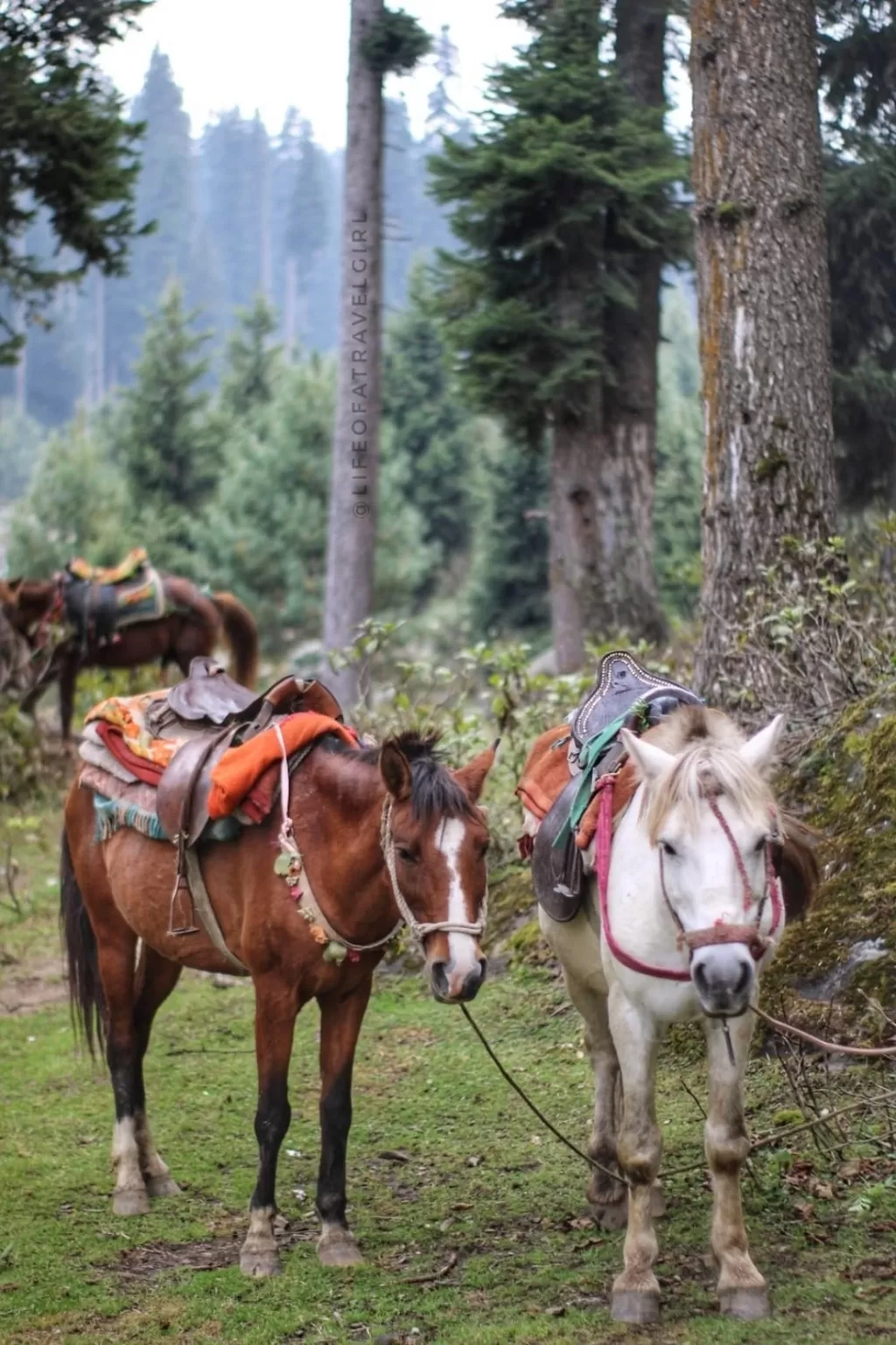 Photo of Jammu and Kashmir By LifeofaTravelGirl