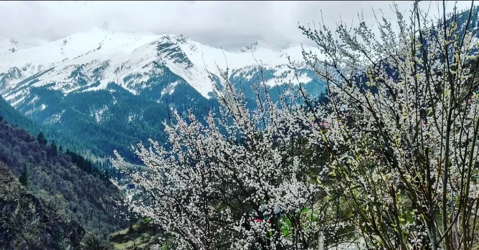 Photo of Kutla By Yogesh Bhardwaj