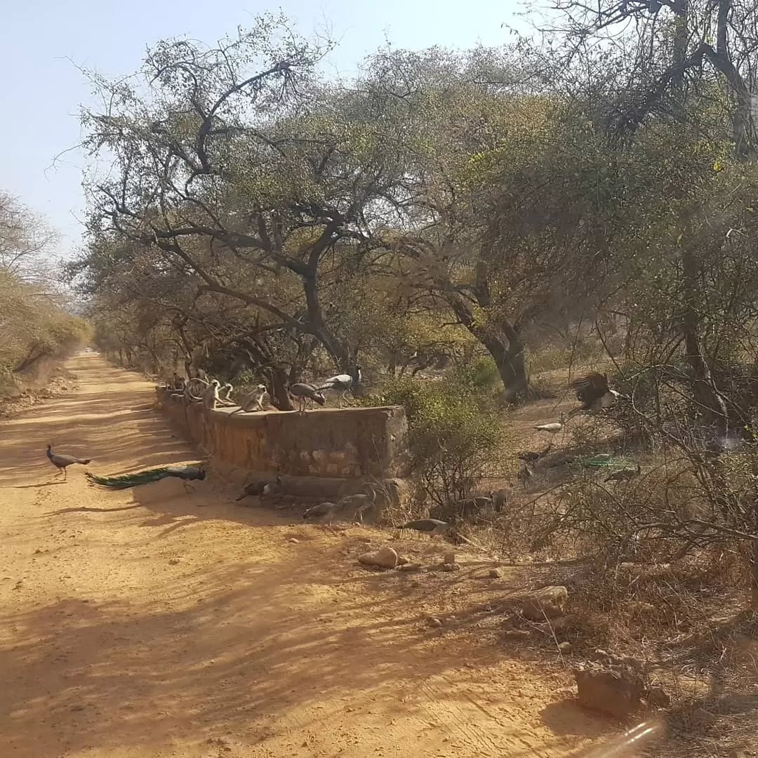 Photo of Sariska National Park By Sandeep