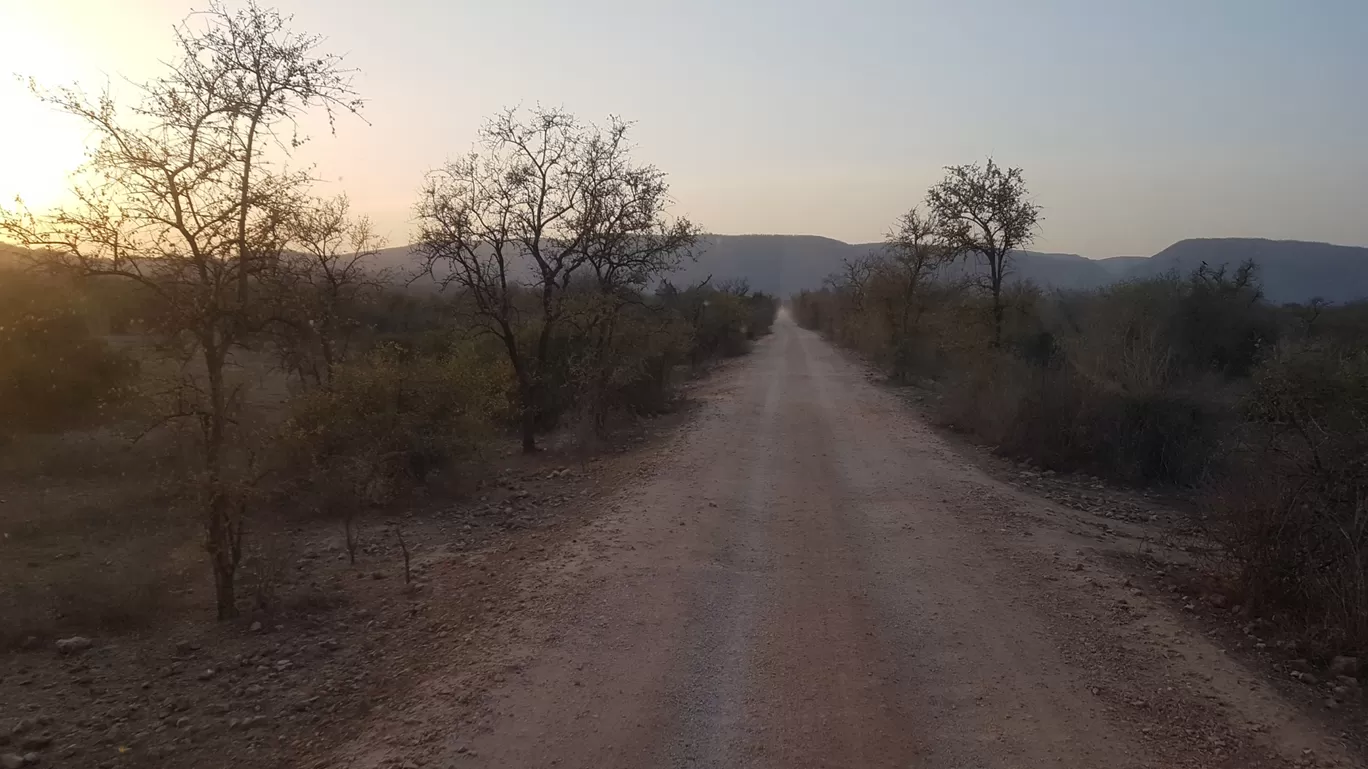 Photo of Sariska National Park By Sandeep