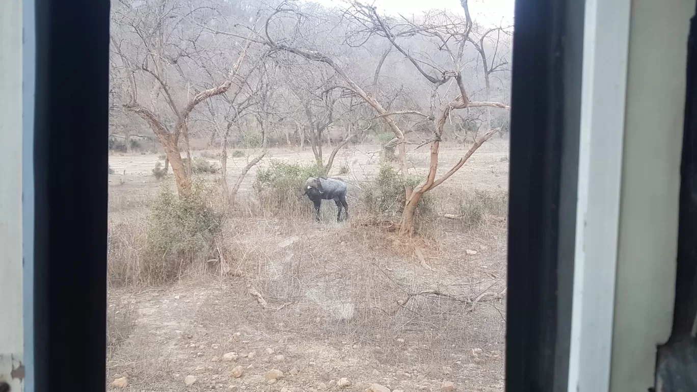 Photo of Sariska National Park By Sandeep