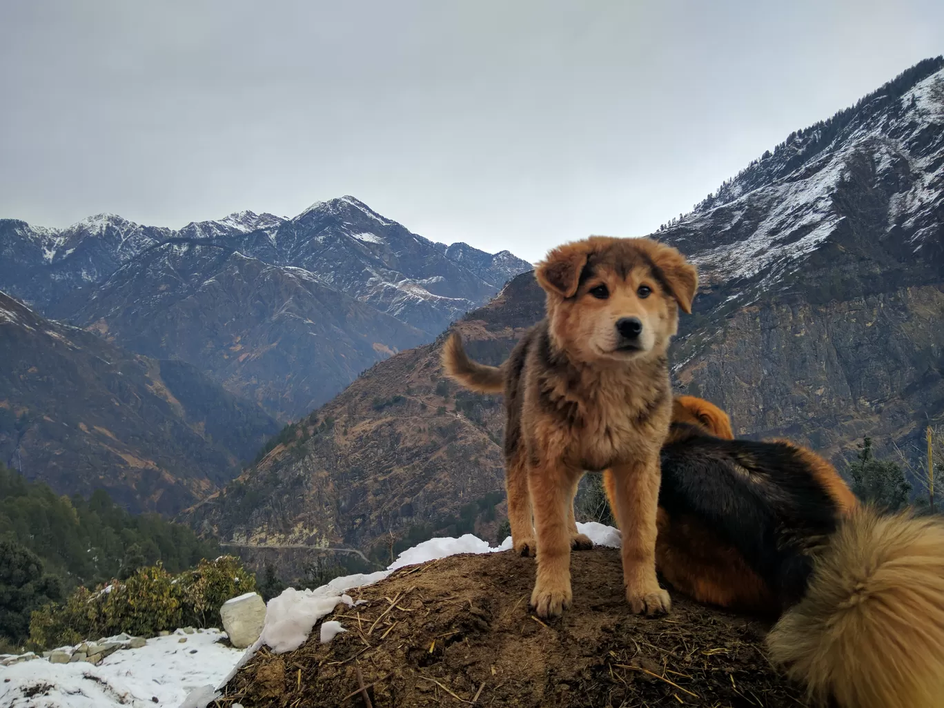 Photo of Sankri By Anuraag Says