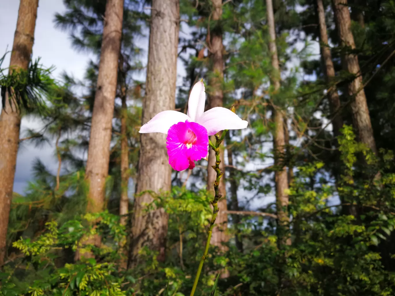 Photo of Kundasang By Aza Muska