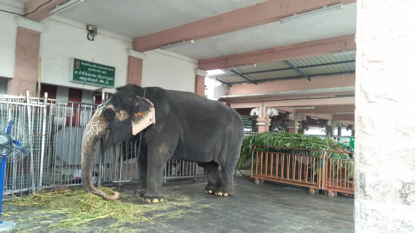 Photo of Palani Murugan Temple By Rigzen Angmo 