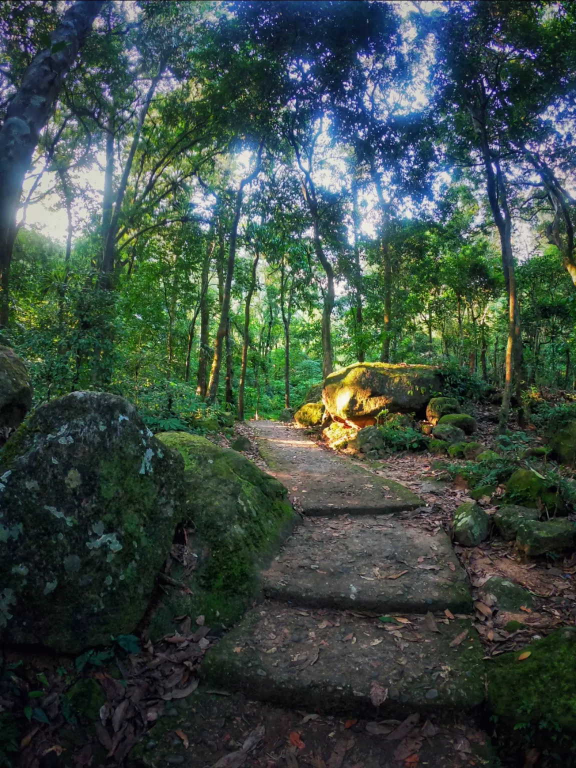 Photo of Double Decker Living Root Bridge By Psaswetravel