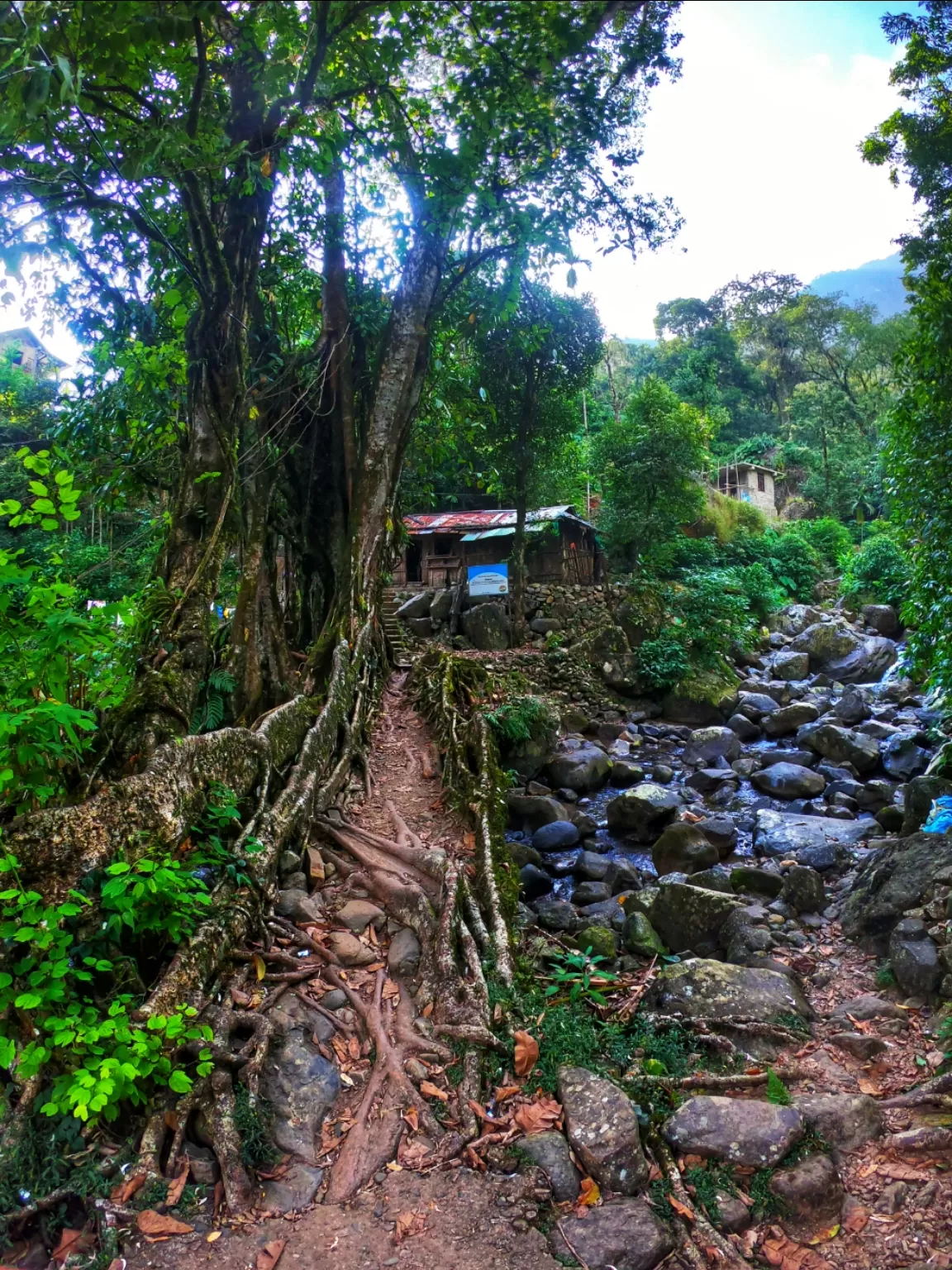 Photo of Double Decker Living Root Bridge By Psaswetravel