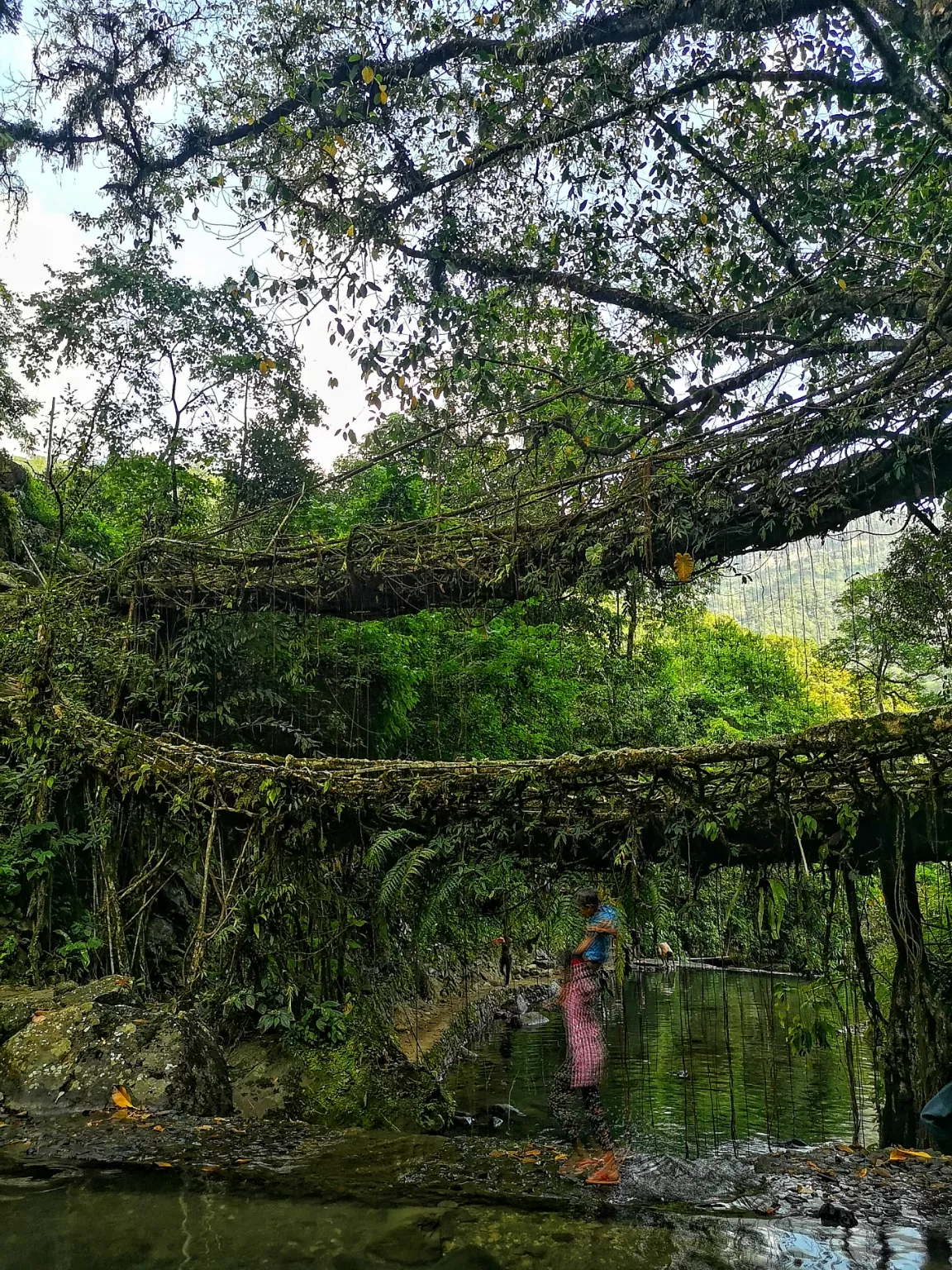 Photo of Double Decker Living Root Bridge By Psaswetravel