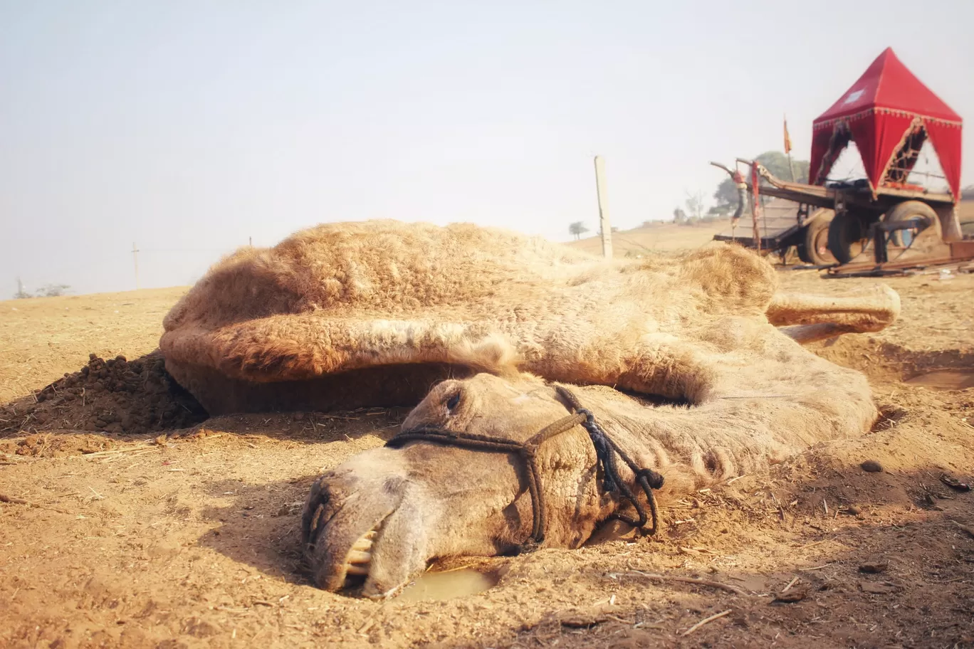 Photo of Rajasthan By Chetan Gandhi
