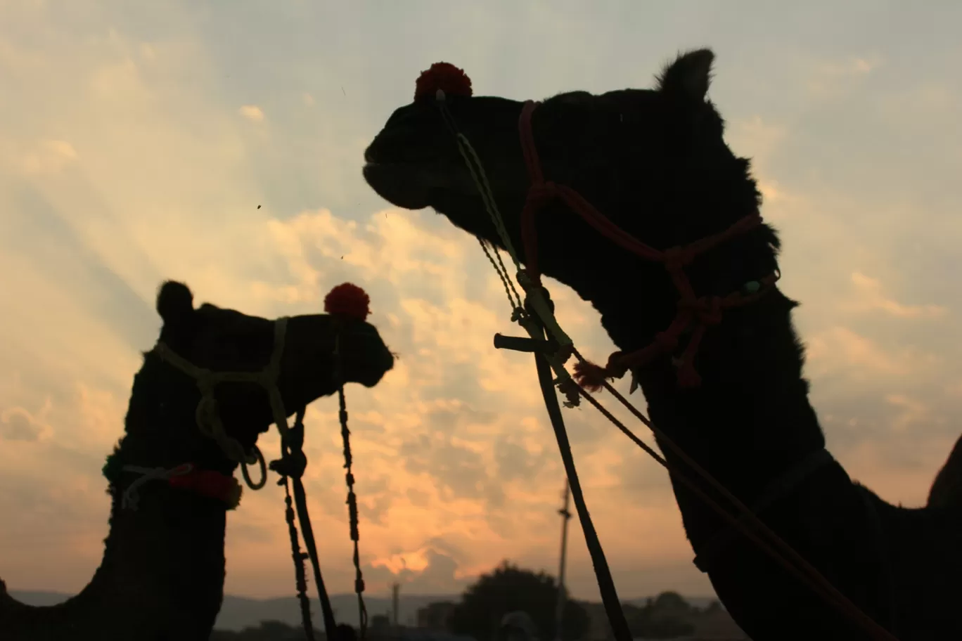 Photo of Rajasthan By Chetan Gandhi
