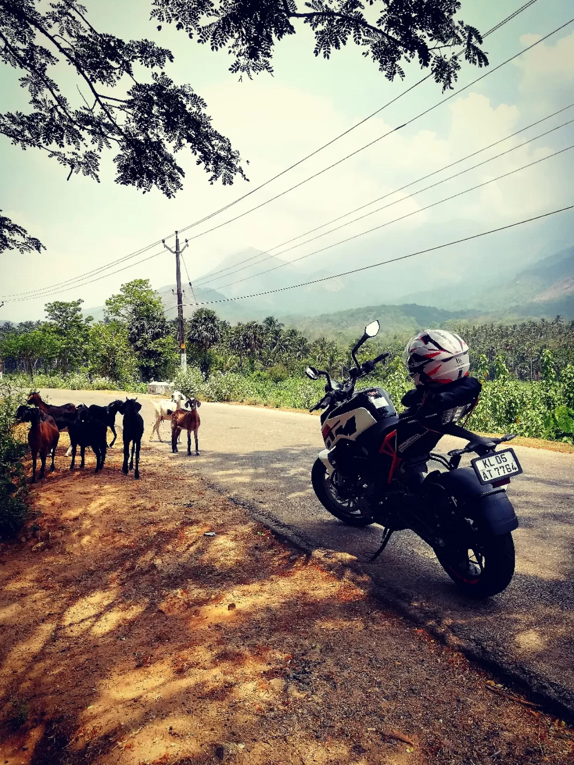 Photo of Kava By HARI SANKAR