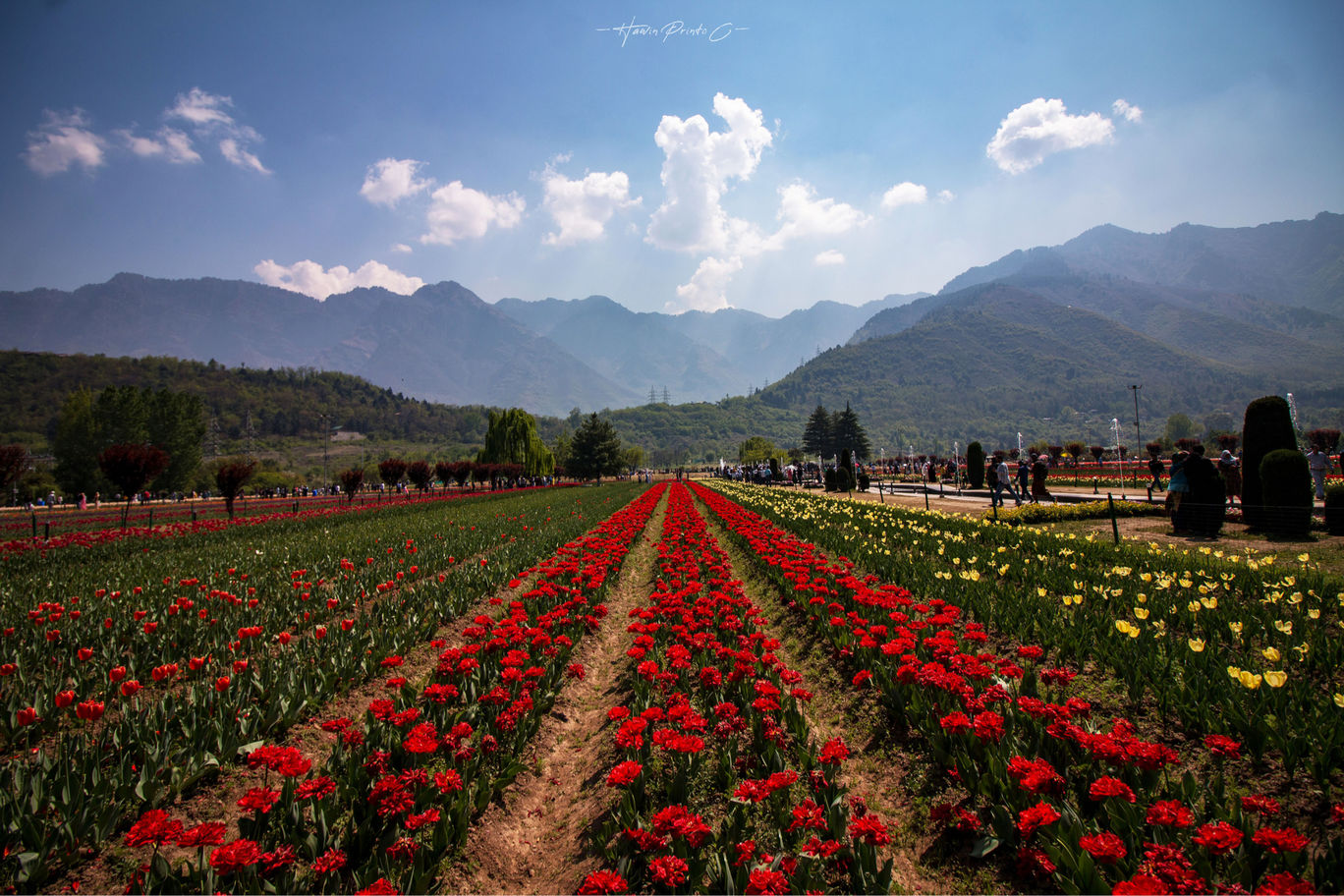 Photo of Tulip Festival of India @Srinagar By Hawin Printo C