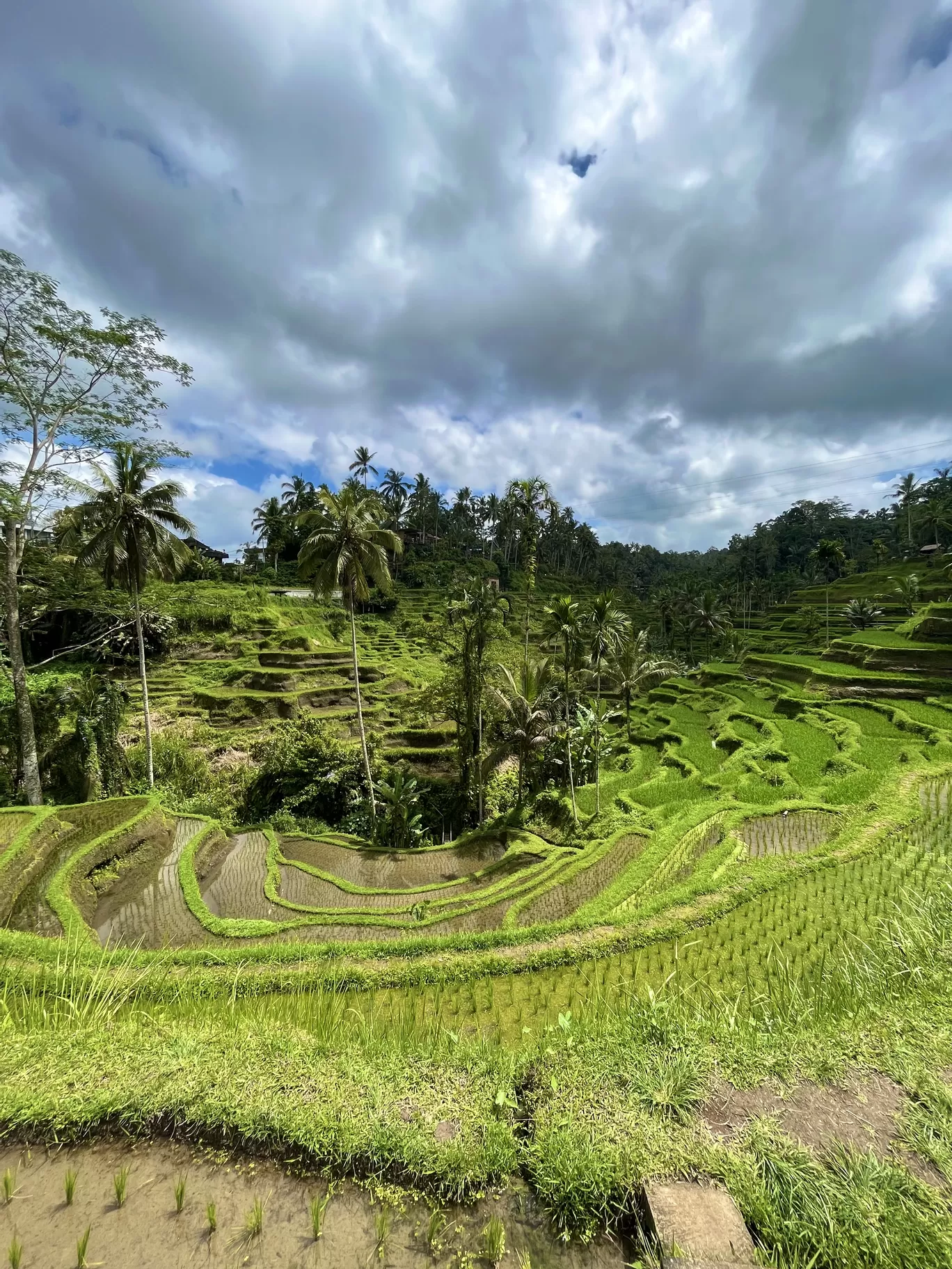 Photo of Ceking Rice Terrace By Shraddha Ramane