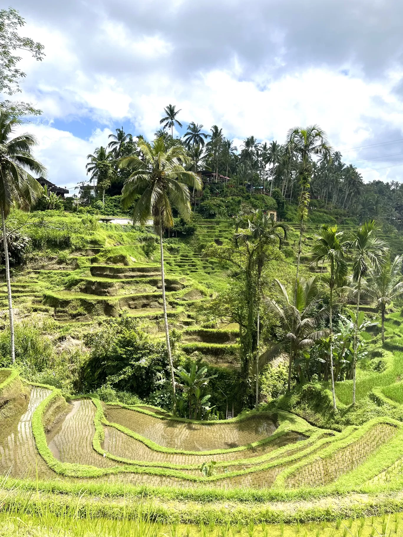 Photo of Ceking Rice Terrace By Shraddha Ramane