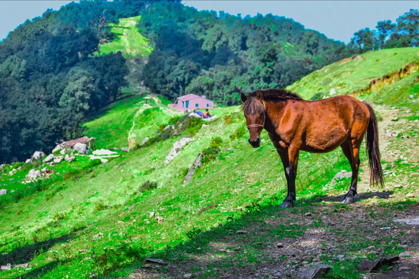 Photo of Nag Tibba Trek By Mayank Roy