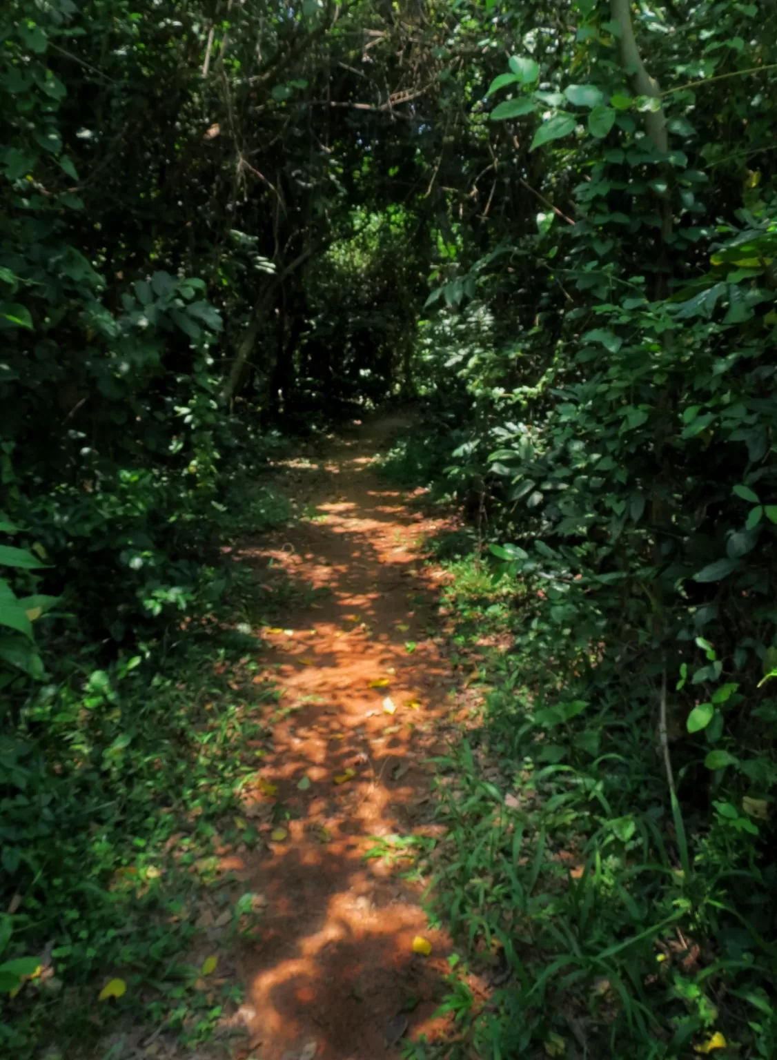 Photo of Chintamani Kar Bird Sanctuary By Parnasha Hazra