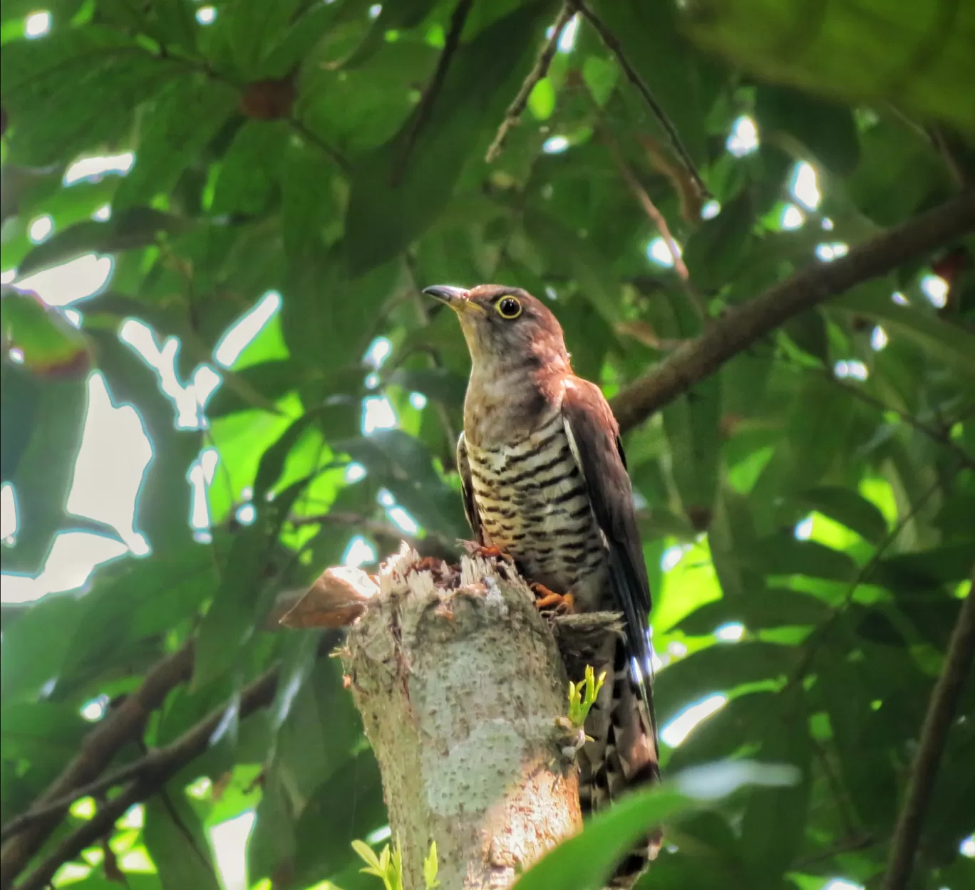 Photo of Chintamani Kar Bird Sanctuary By Parnasha Hazra