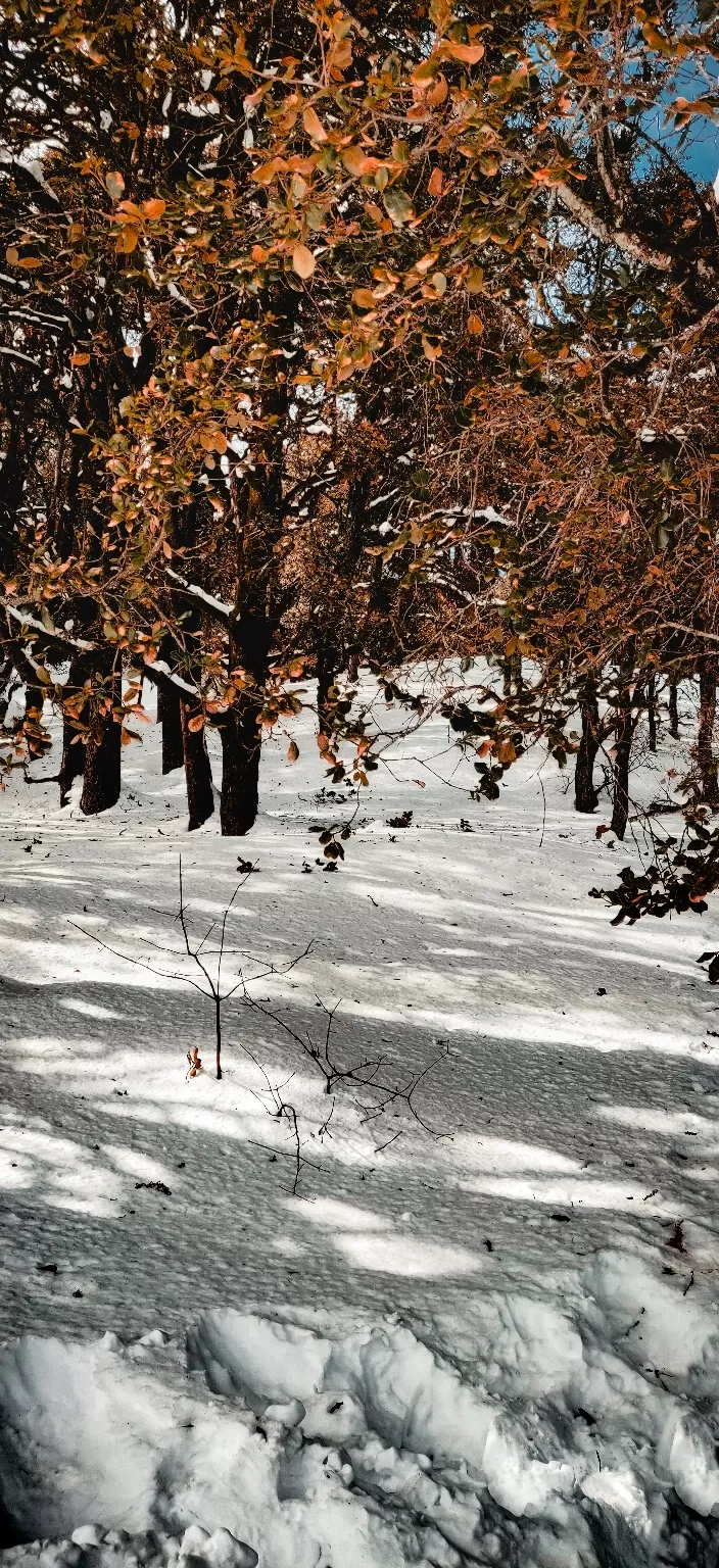 Photo of Auli Laga Joshimath By Viren Dadhania