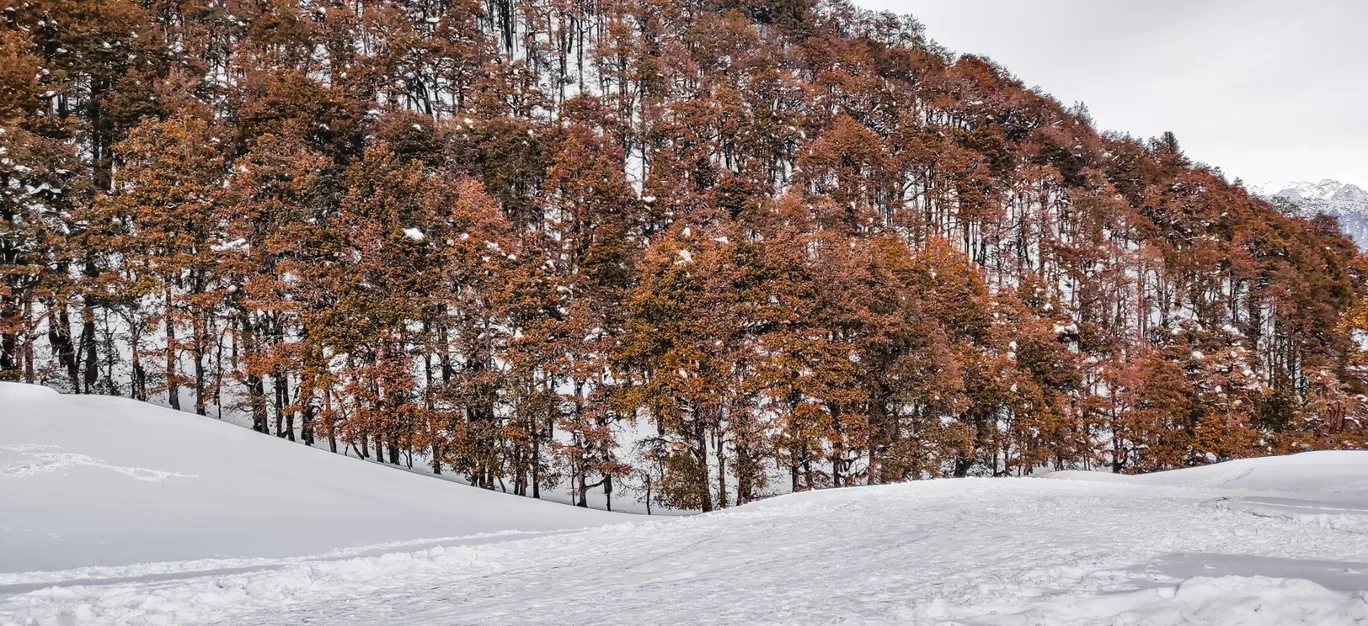 Photo of Auli Laga Joshimath By Viren Dadhania