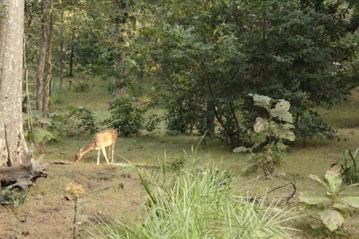 Photo of Nagzira Tiger-Reserve- Guest House By Amit Belekar