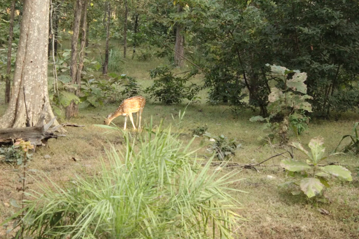 Photo of Nagzira Tiger-Reserve- Guest House By Amit Belekar