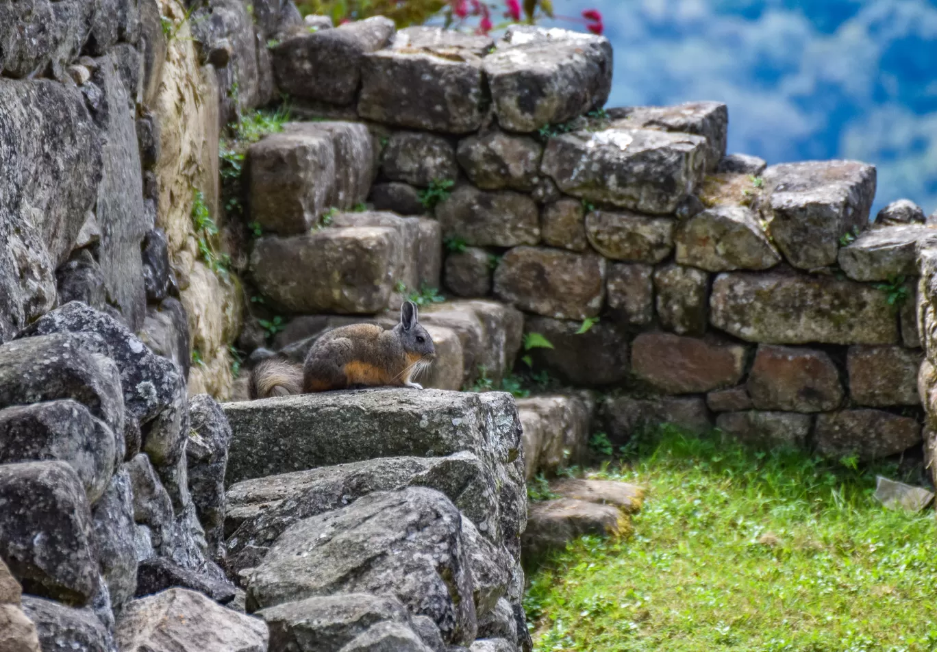 Photo of Machu Picchu By Dhruvam DESAI