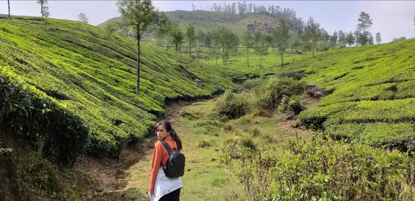 Photo of Munnar By amee lepcha