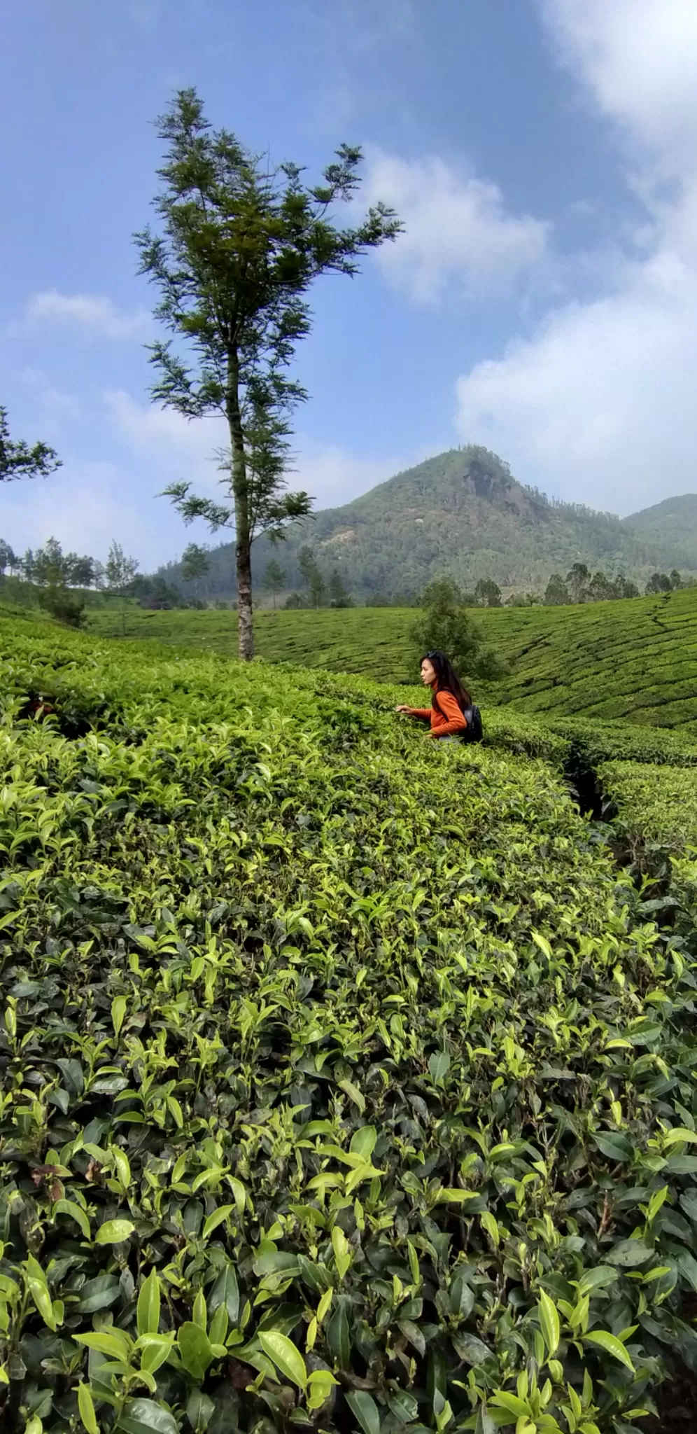 Photo of Munnar By amee lepcha