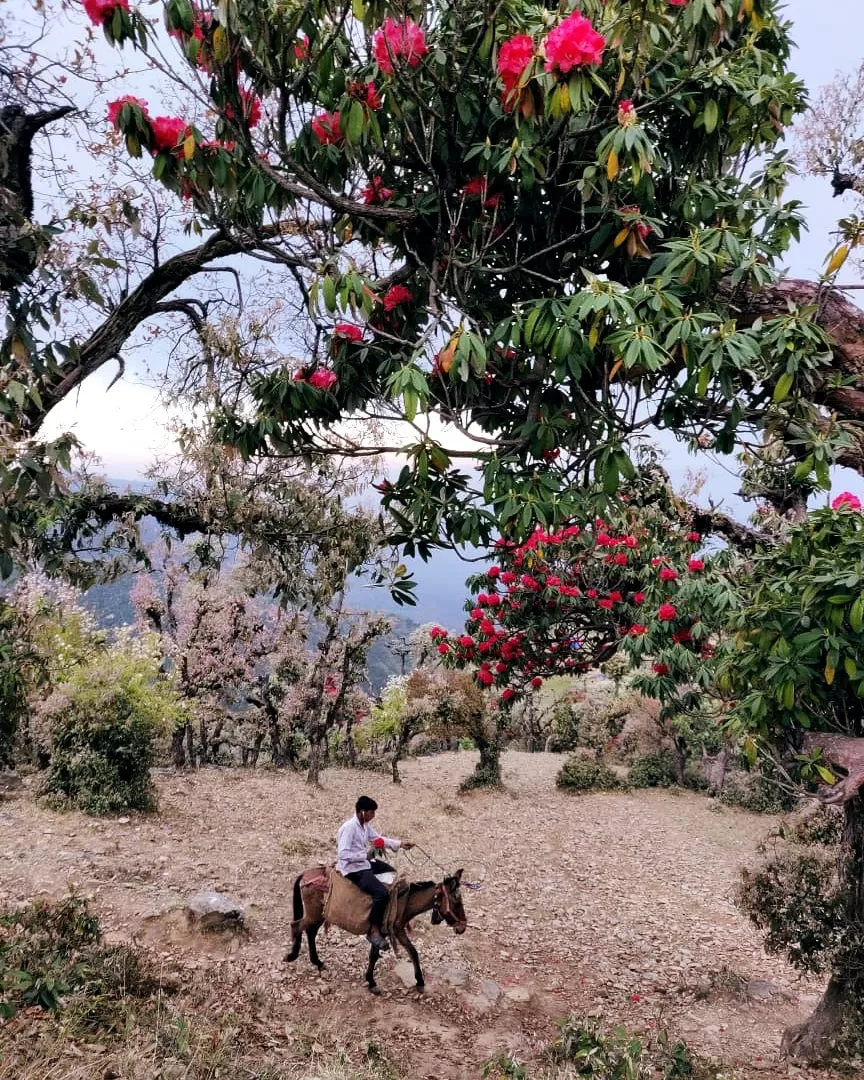 Photo of NagTibba Trekking By dhruv garg