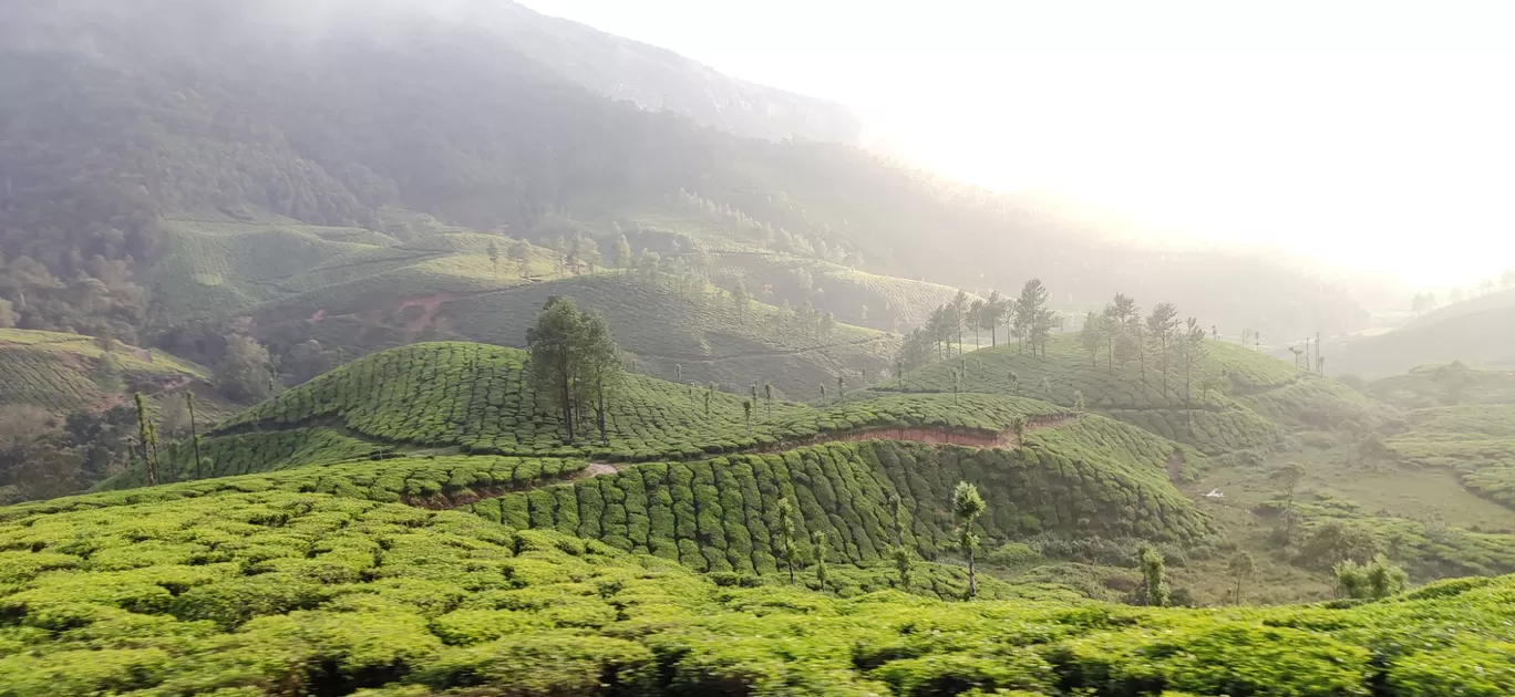 Photo of Munnar By Chiranjeevi