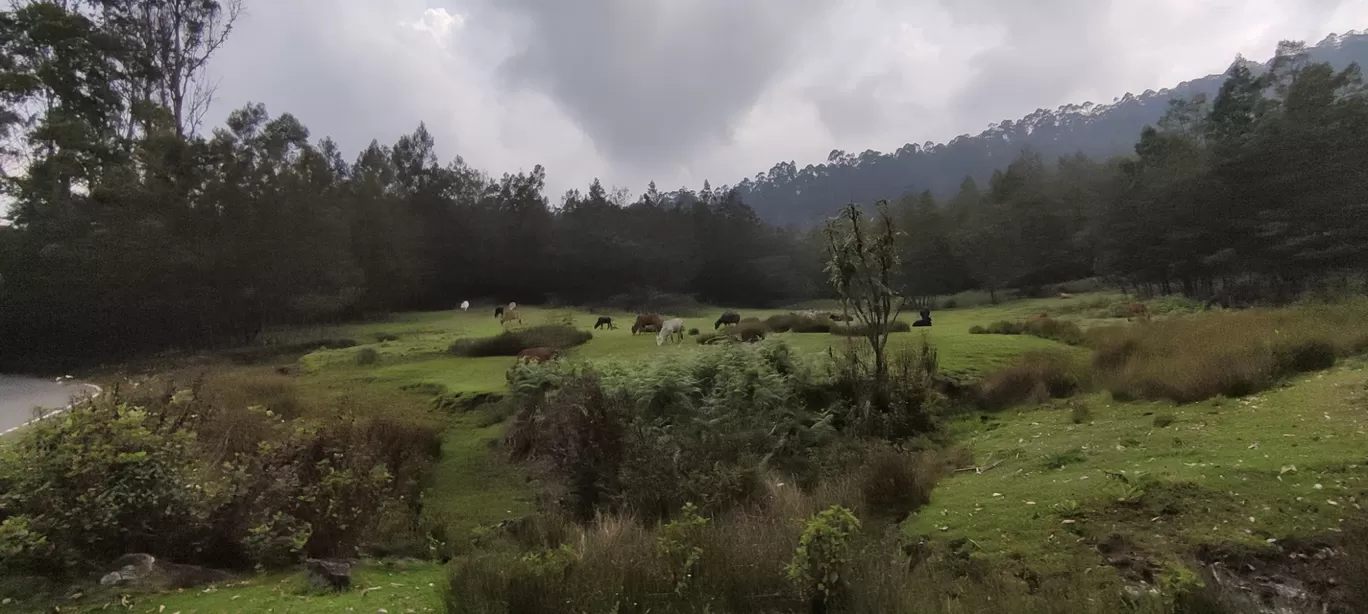 Photo of Kodaikanal Hill Station By Chiranjeevi