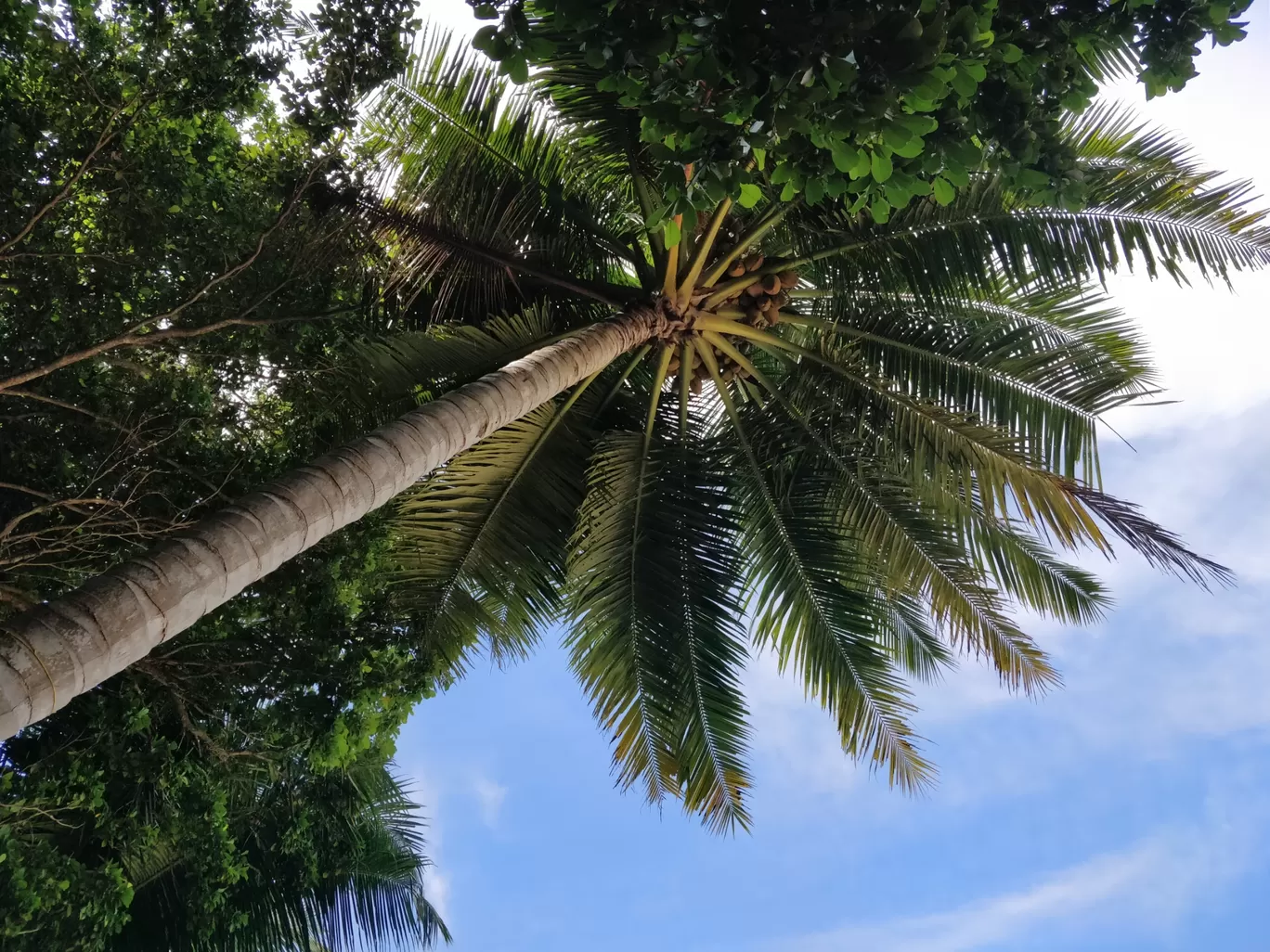 Photo of Andaman Islands By Chandrima Mukherjee