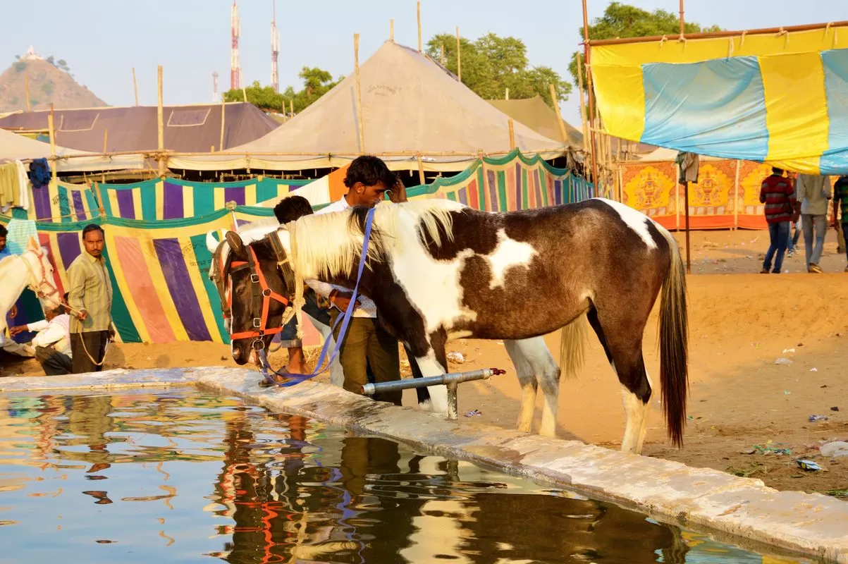 Photo of Pushkar By Natwar Lal Bhargawa
