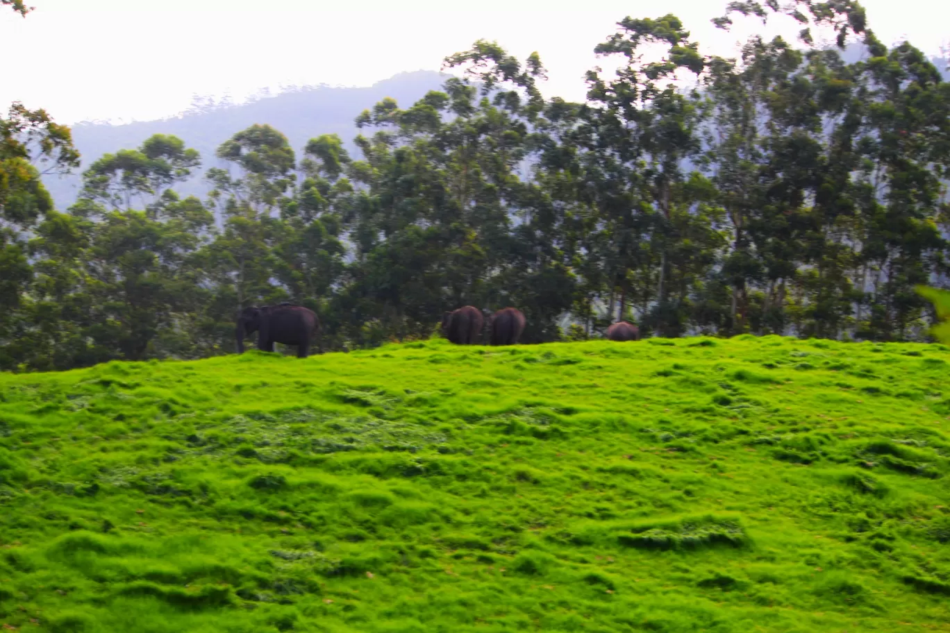 Photo of Munnar By Arun Pandian