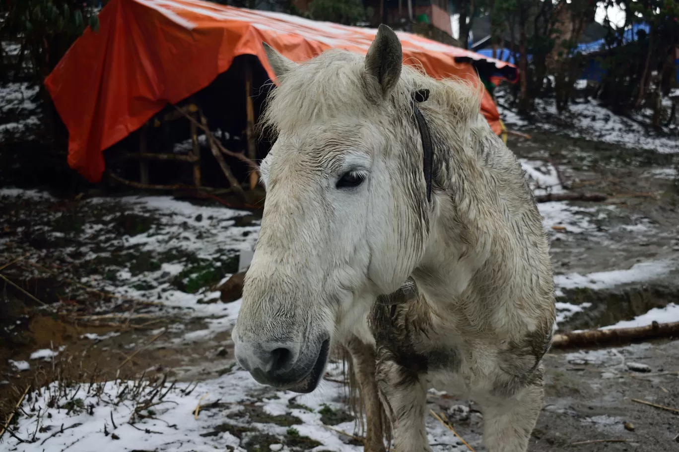Photo of Mardi Himal Base Camp By Alex 