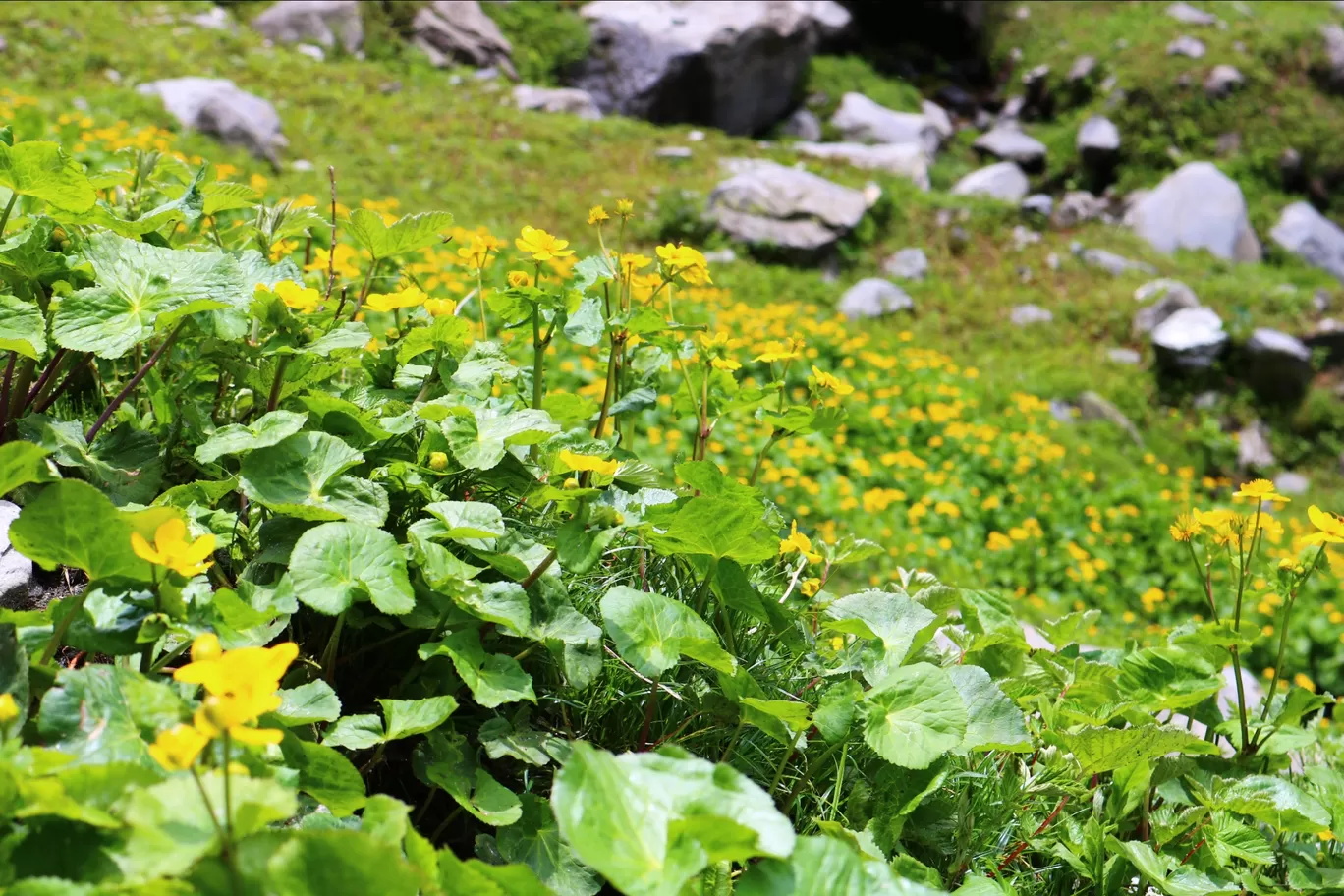 Photo of Himachal Pradesh By Samarth Kathuria