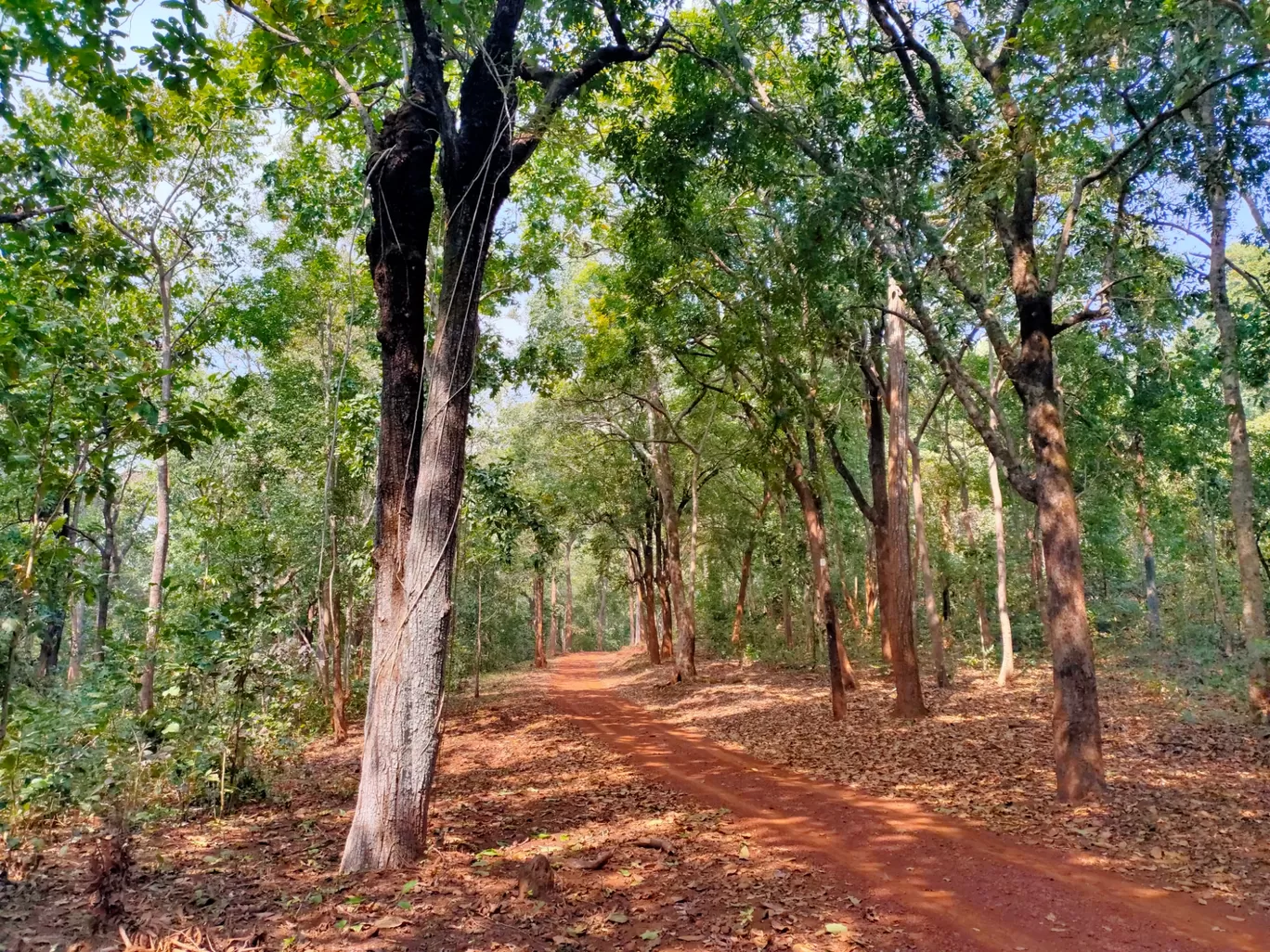 Photo of Similipal National Park By Vishal Singh