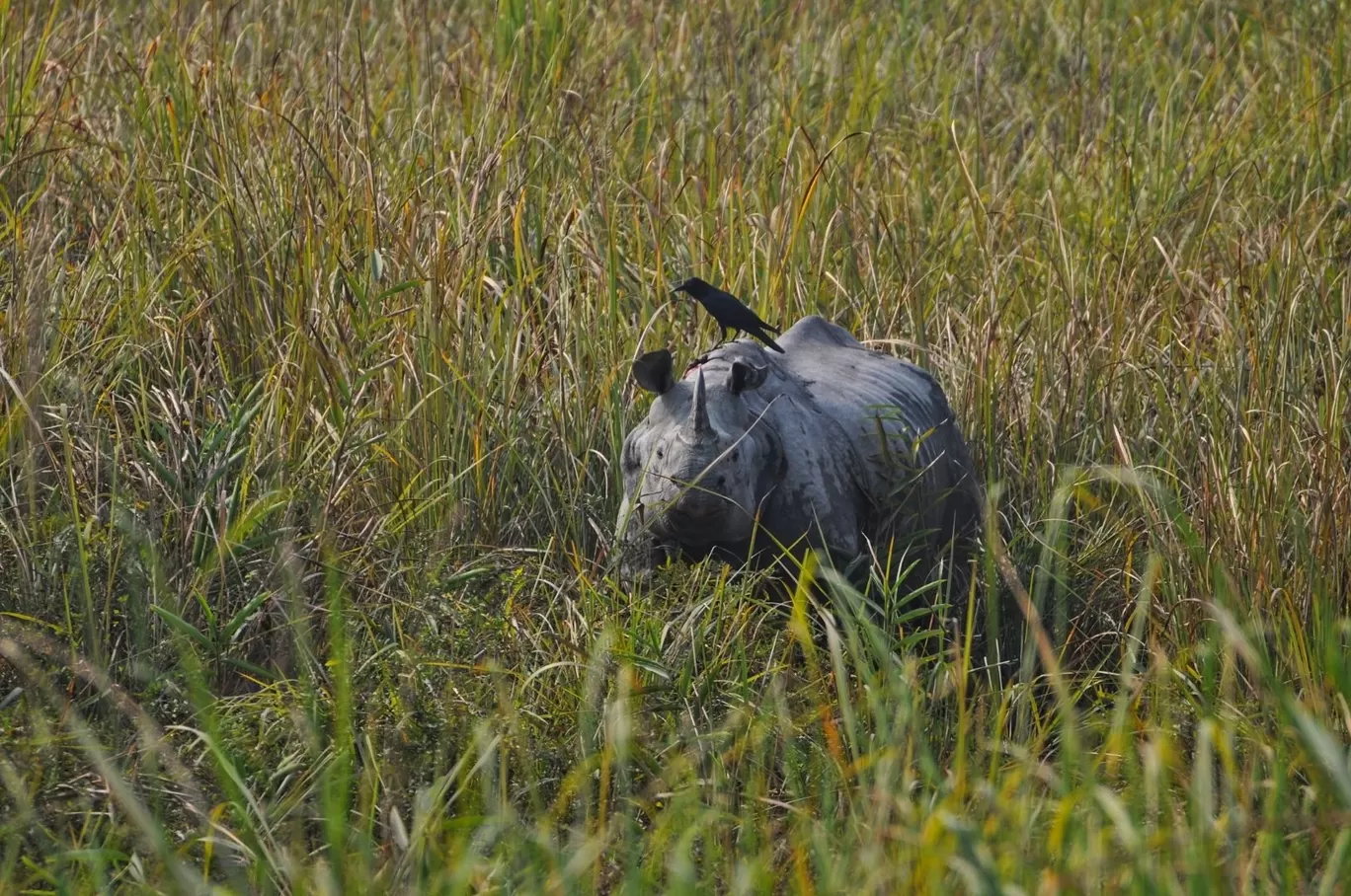 Photo of Kaziranga National Park By Sujoy Biswas