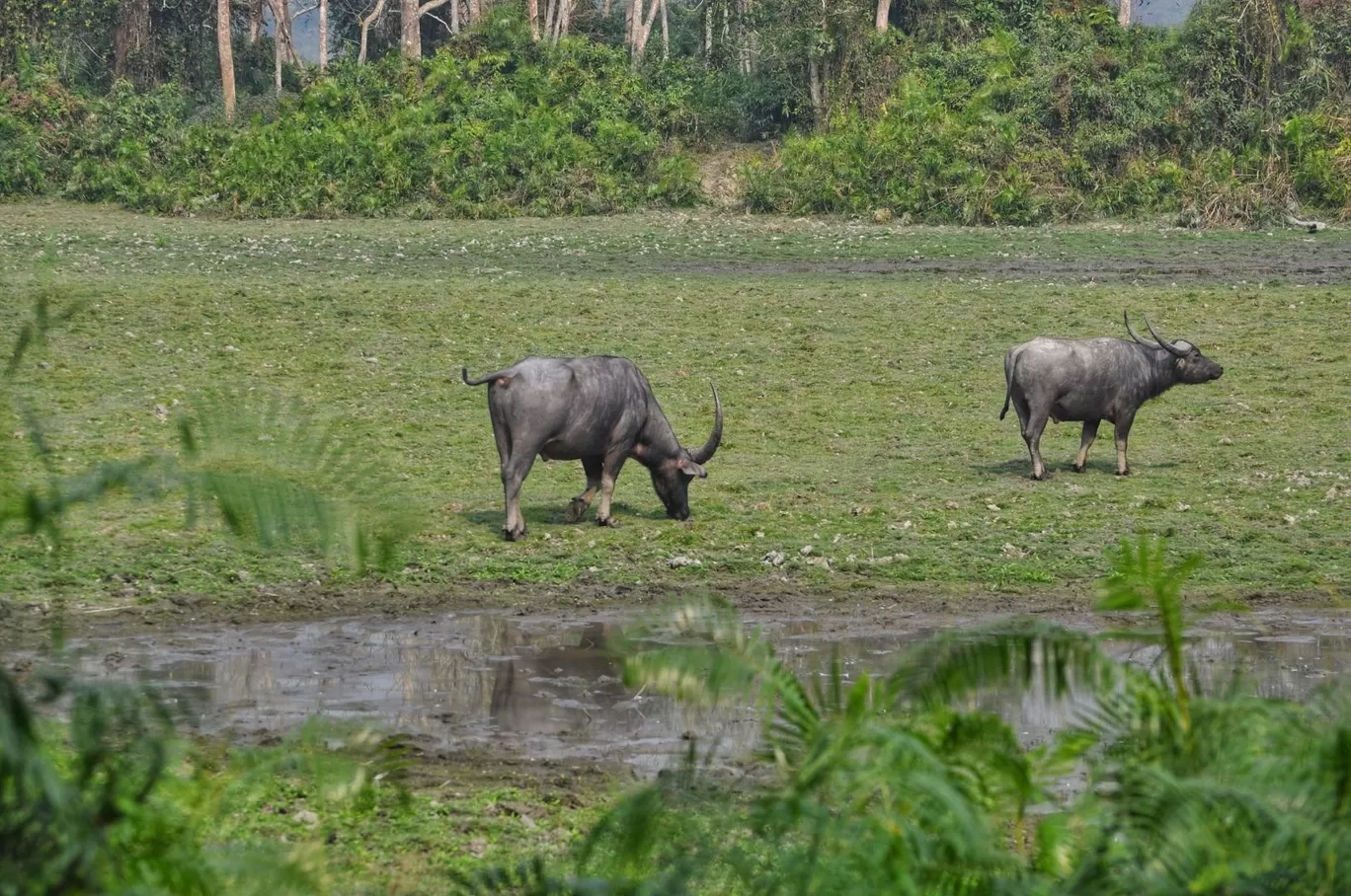 Photo of Kaziranga National Park By Sujoy Biswas
