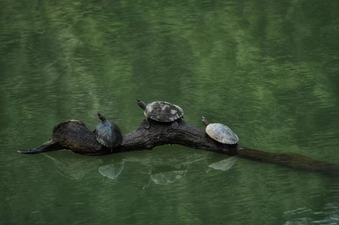 Photo of Kaziranga National Park By Sujoy Biswas